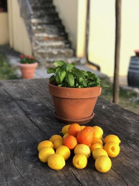 Agriturismo La Posta Reale Castiglion Fibocchi Exteriér fotografie