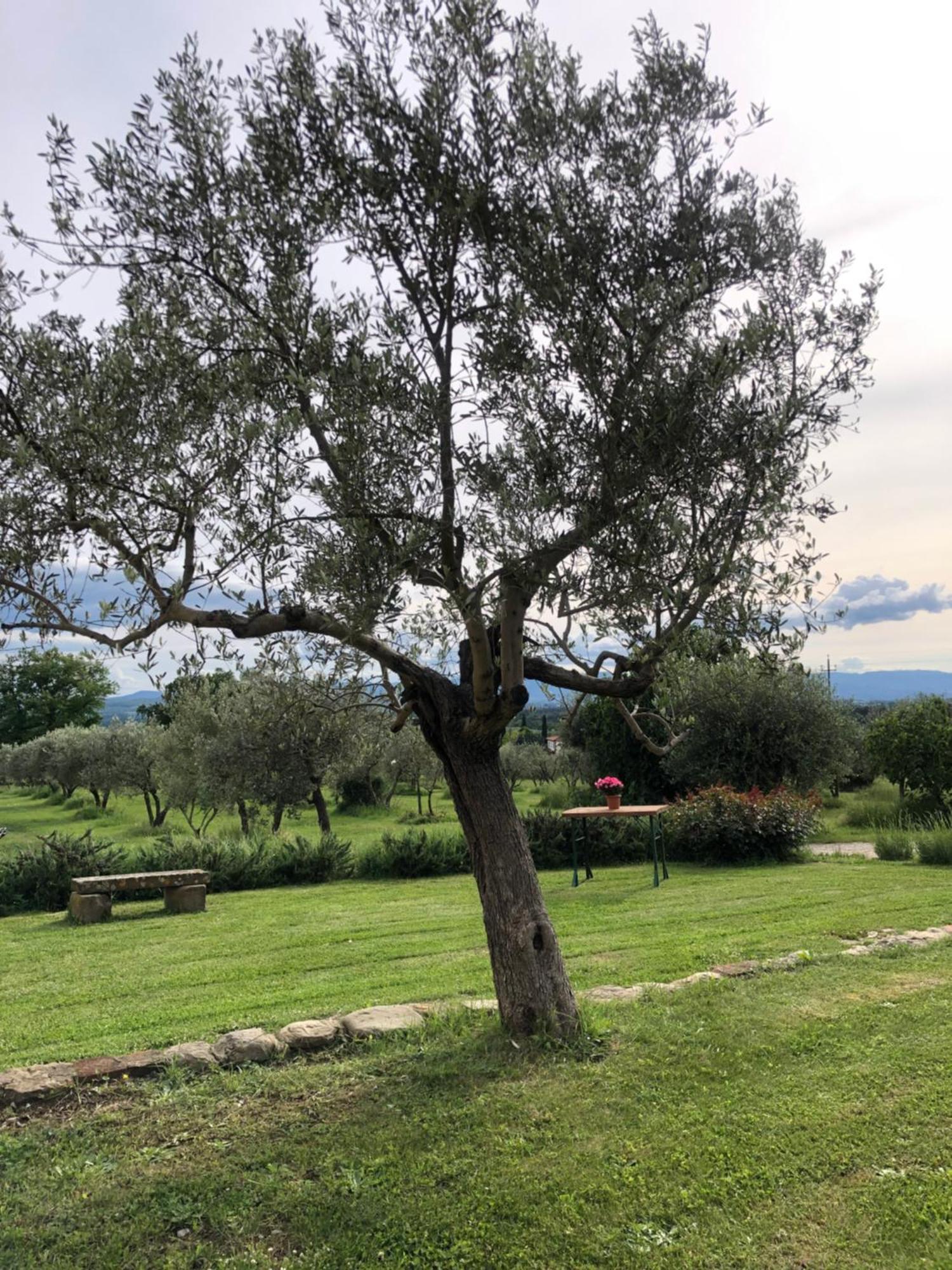 Agriturismo La Posta Reale Castiglion Fibocchi Exteriér fotografie
